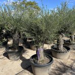 Olivovník európsky (Olea Europaea) ´FRANTOIO´ - výška 190-210 cm, obvod kmeňa 80/90 cm, kont. C150L (-12°C)